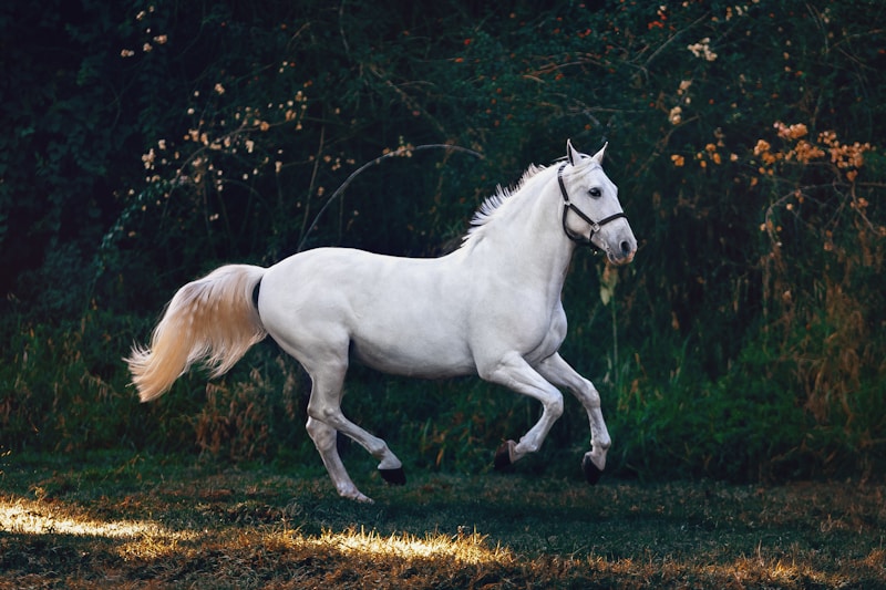 Horse Riding — Periodical Lakes