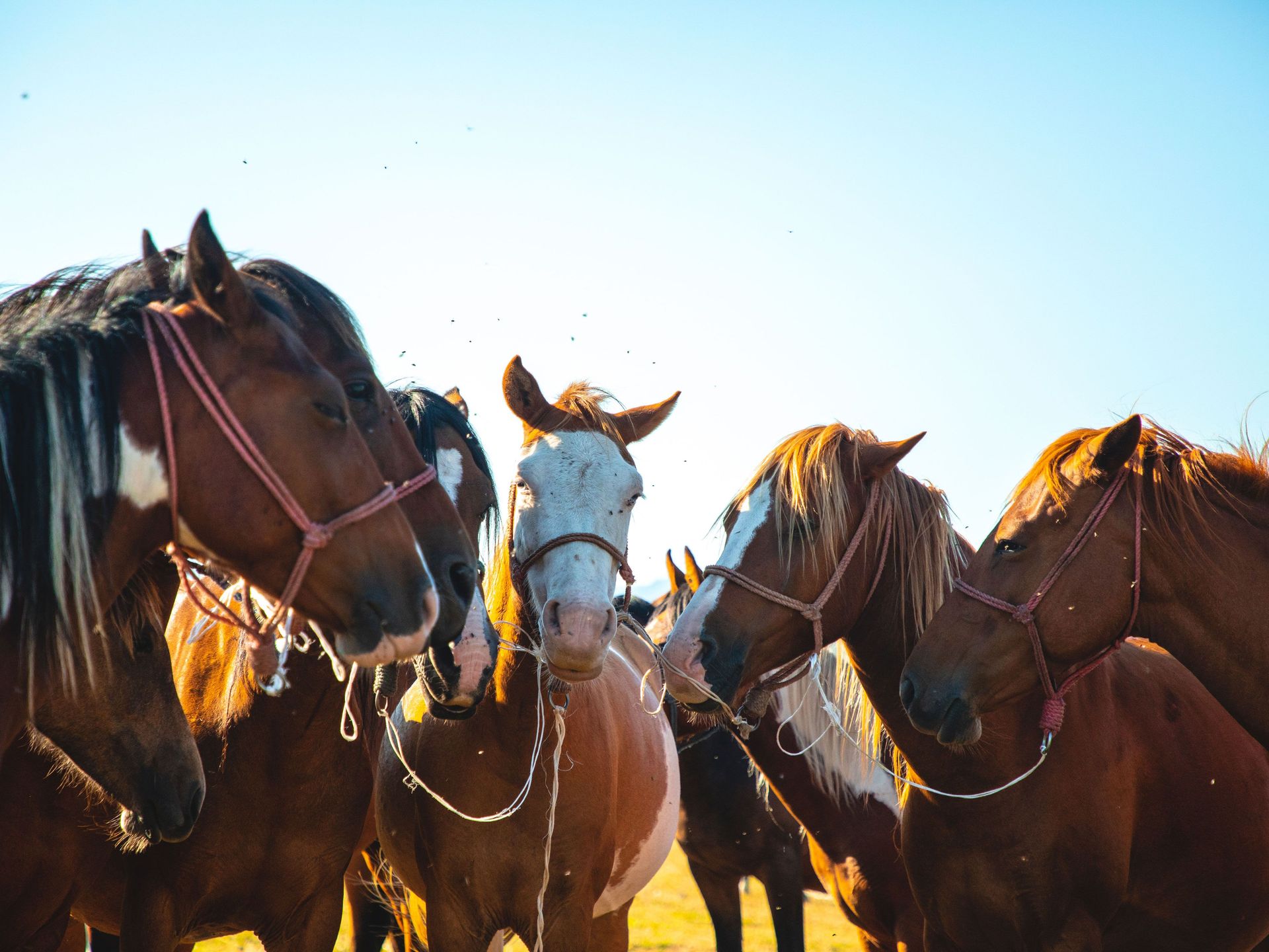 Horse Riding